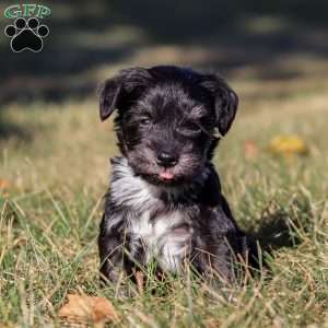 Piper, Miniature Schnauzer Puppy